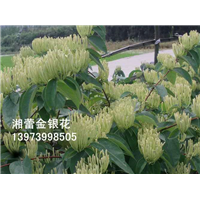 湖南树形金银花_湖南树形金银花小苗出售价格 