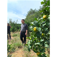 金秋砂糖桔苗种植 
