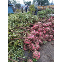 湖南金丝楠木苗种植基地 