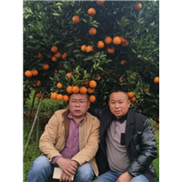 四川柑橘苗_柑橘苗培育基地 