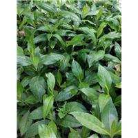 草珊瑚种子基地 