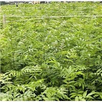 湖南青钱柳苗批发多少钱一棵？ 