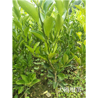 【大雅柑】_湖南大雅柑苗批发价格 