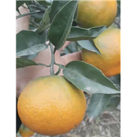 明日见柑橘 