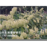 树形金银花苗种植 