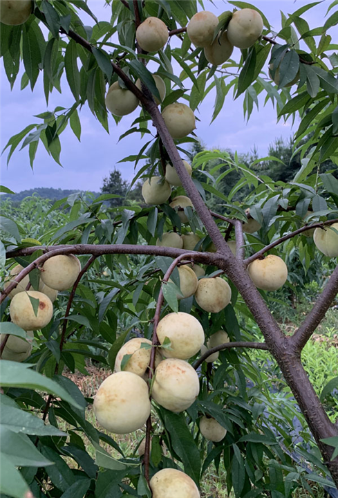 毛桃小苗种植 
