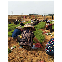 四川毛桃苗_毛桃苗培植基地 