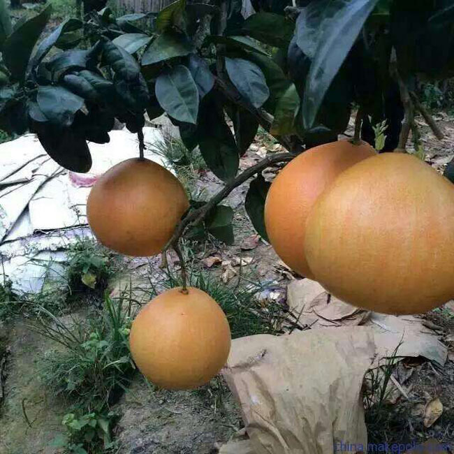 湖南黄金蜜柚苗基地 