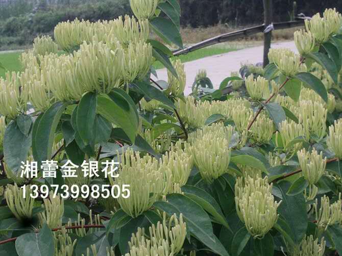 四川树形金银花_树形金银花培植基地 