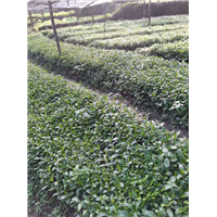 湖南草珊瑚种子批发 