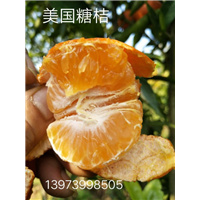 【湖南美国糖桔树苗】批发价格 