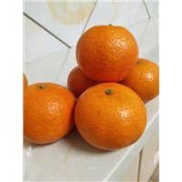 湖南柑橘苗专业种植基地 