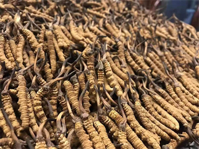 河南冬虫夏草回收