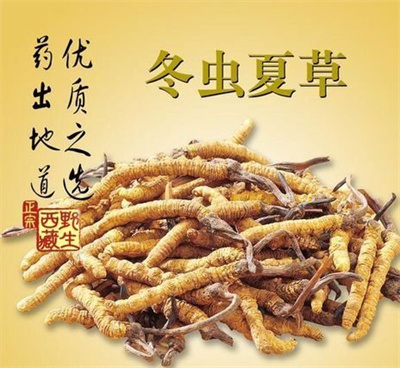 西安冬虫夏草回收