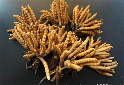 昆明冬虫夏草回收