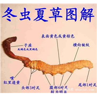 陕西冬虫夏草回收