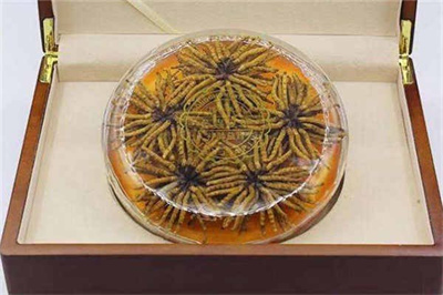 贵州冬虫夏草回收