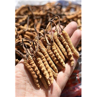 云南冬虫夏草回收