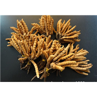 昆明冬虫夏草回收