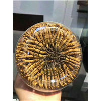 吉林冬虫夏草回收