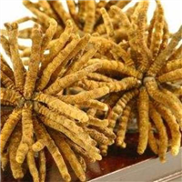 海口冬虫夏草回收
