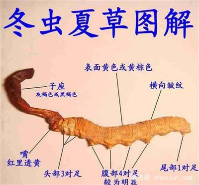 陕西冬虫夏草回收
