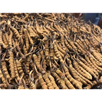 山东冬虫夏草回收