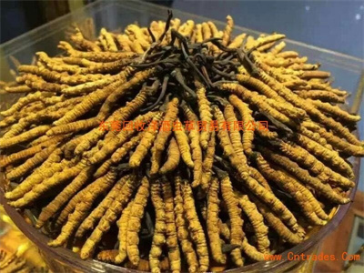 河南冬虫夏草回收