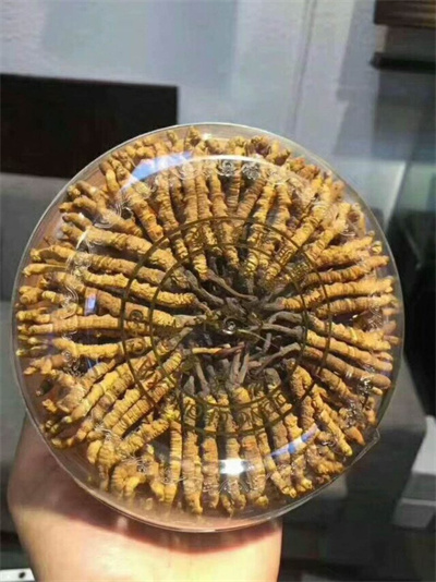吉林冬虫夏草回收