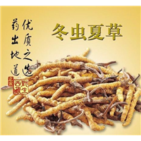 山西冬虫夏草回收