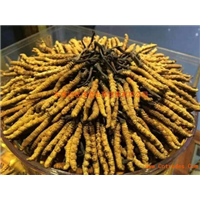 河南冬虫夏草回收