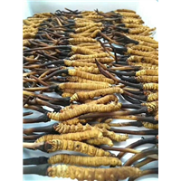 杭州冬虫夏草回收