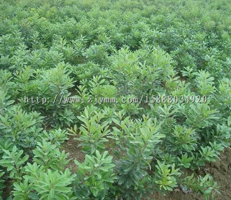 杨梅苗＆杨梅苗供应＆杨梅苗农场(慈溪荸荠种杨梅苗培育基地)15888034920 