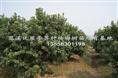 杨梅苗 浙江杨梅苗 慈溪杨梅苗 产品信息4 