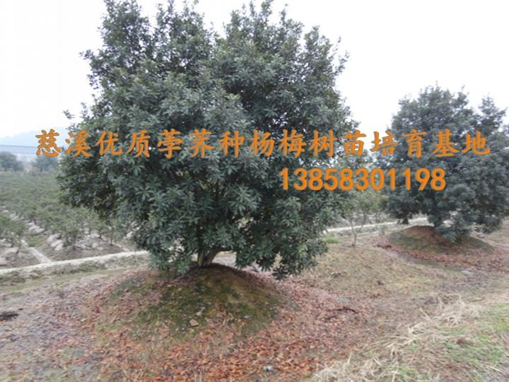 10年以上杨梅树--祝家庄杨梅、浙江杨梅苗