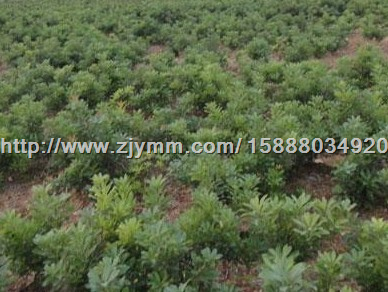 杨梅苗 杨梅苗基地 2013年国庆**品种 
