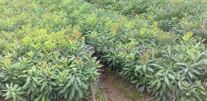 杨梅苗/杨梅苗基地/杨梅苗供应（13858301198） 