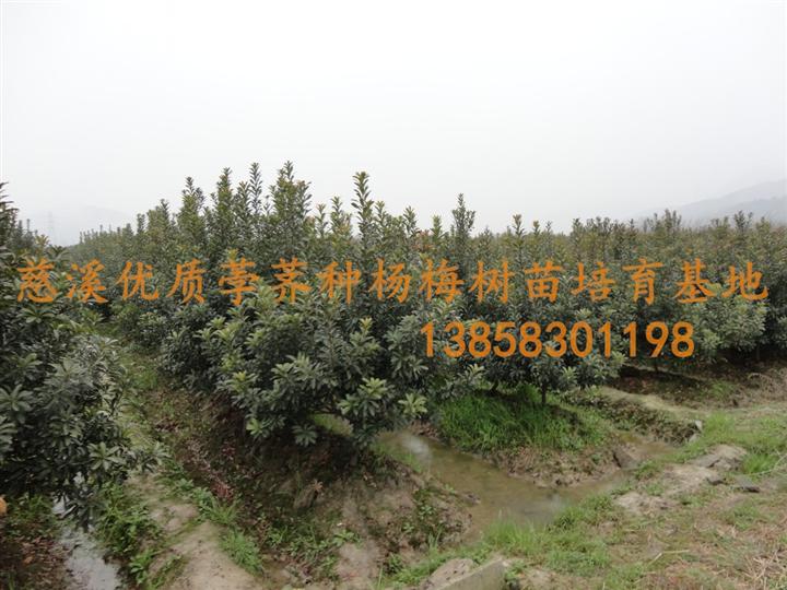 杨梅苗（史上存活率100%的祝家杨梅苗）13858301198 