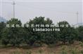 8年杨梅苗 杨梅苗供应 杨梅苗销售 杨梅苗供应13858301198 
