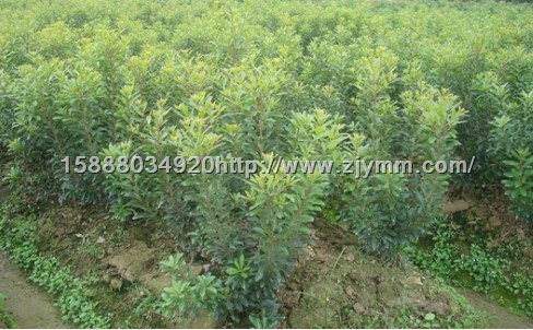 杨梅苗：杨梅苗基地：浙江杨梅苗(慈溪荸荠种杨梅苗培育基地)15888034920 