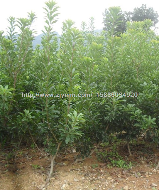 杨梅苗 浙江杨梅苗 宁波杨梅苗 ** 慈溪荸荠种杨梅苗培育基地 