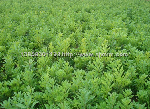 东魁杨梅苗｜慈溪杨梅｜东魁杨梅苗供应{慈溪荸荠种杨梅苗培育基地}13858301198 