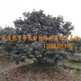 杨梅苗《慈溪荸荠种杨梅苗培育基地》13858301198祝士海 