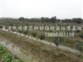 杨梅苗 杨梅苗价格 杨梅苗供应 产品4