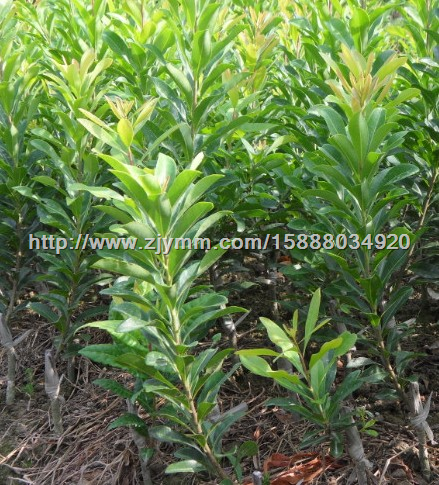 杨梅苗 嫁接杨梅苗 慈溪荸荠种杨梅苗培育基地 