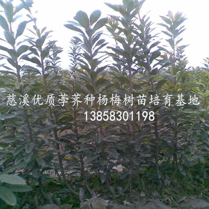 1年杨梅苗--杨梅苗-、慈溪杨梅苗