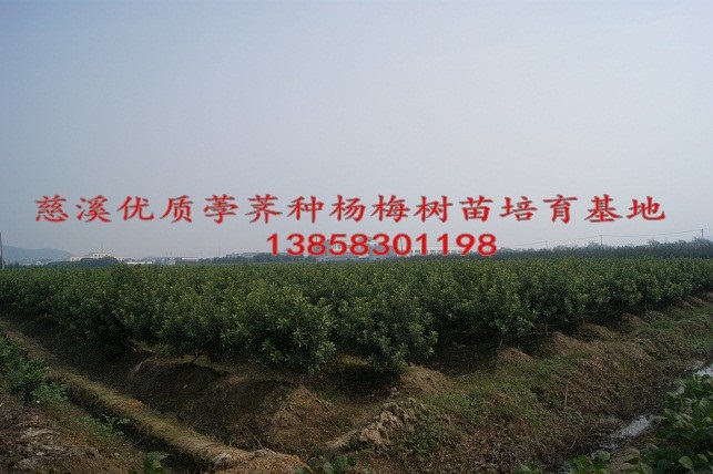 4年杨梅苗--宁波杨梅苗、杨梅苗供应 