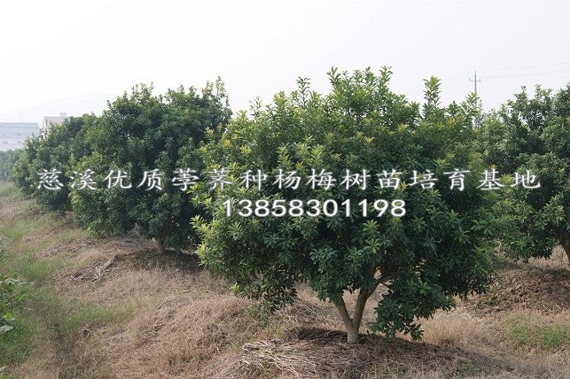 杨梅苗 杨梅苗价格 杨梅苗供应 产品5 
