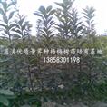 1年杨梅苗--杨梅苗-、慈溪杨梅苗
