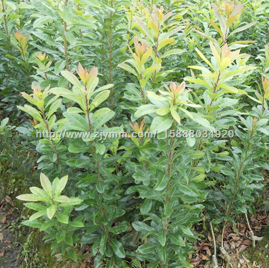 杨梅苗 杨梅苗价格 杨梅苗基地 慈溪荸荠种杨梅苗培育基地 